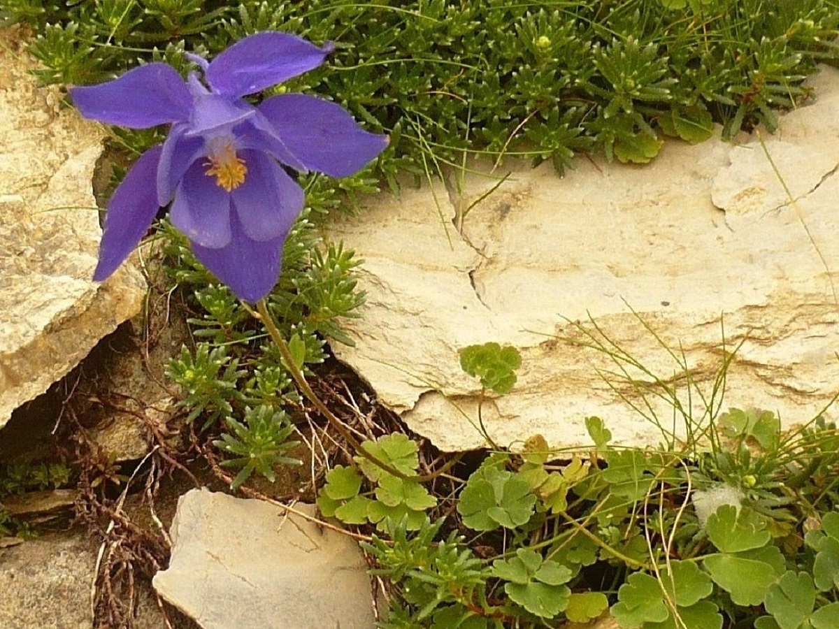 Aquilegia pyrenaica (Ranunculaceae)